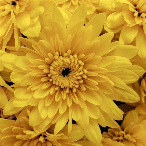 BELL NURSERY 6 in. Mum Yellow Live Annual Plant (2-Pack) CHMUM6YEL2PK