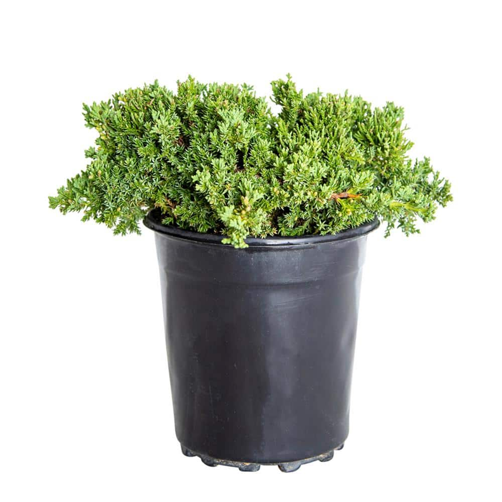 FLOWERWOOD 2.5 Qt. Blue Pacific Juniper Evergreen Groundcover Shrub 3440Q