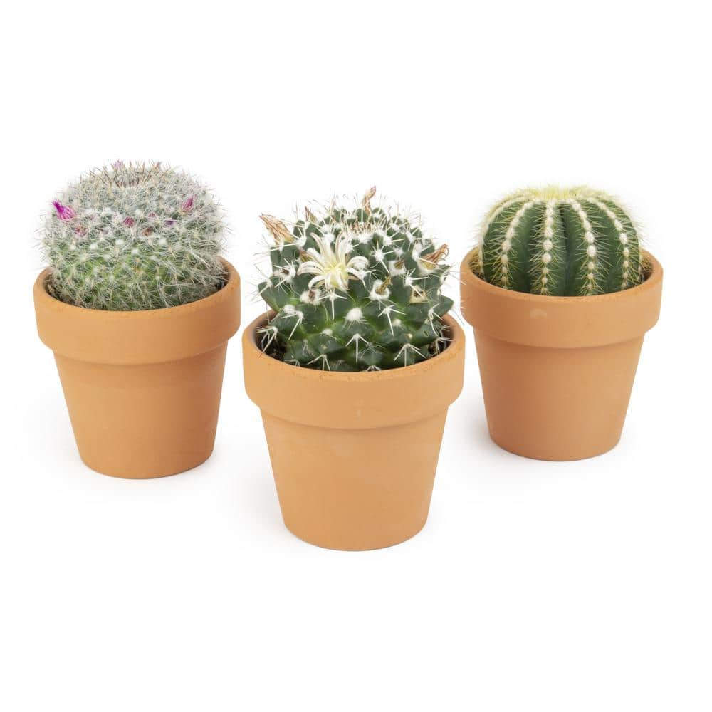 SMART PLANET 2.5 in. Assorted Cactus 3-Pack in Terra Cotta Clay Pot 0872533