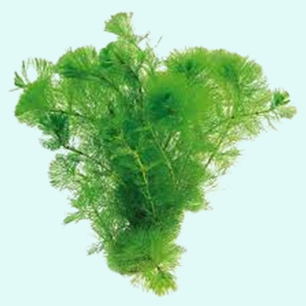 Cabomba Caroliniana Bunch Live Aquarium Plants BUY2 GET1 FREE