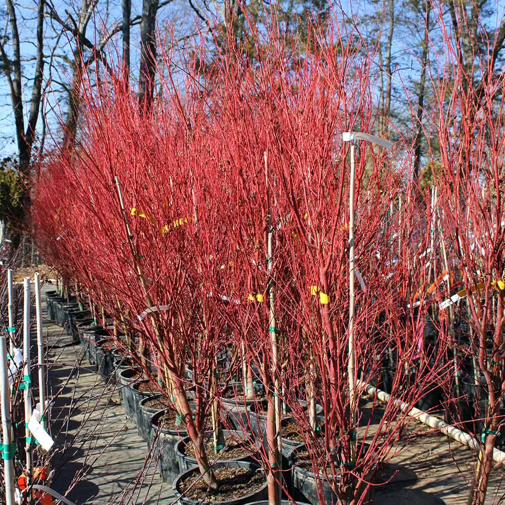 Coral Bark Japanese Maple Tree