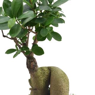 Arcadia Garden Products 4.5 in. Ginseng Ficus Bonsai White Square Carolina Ceramic Planter LV60