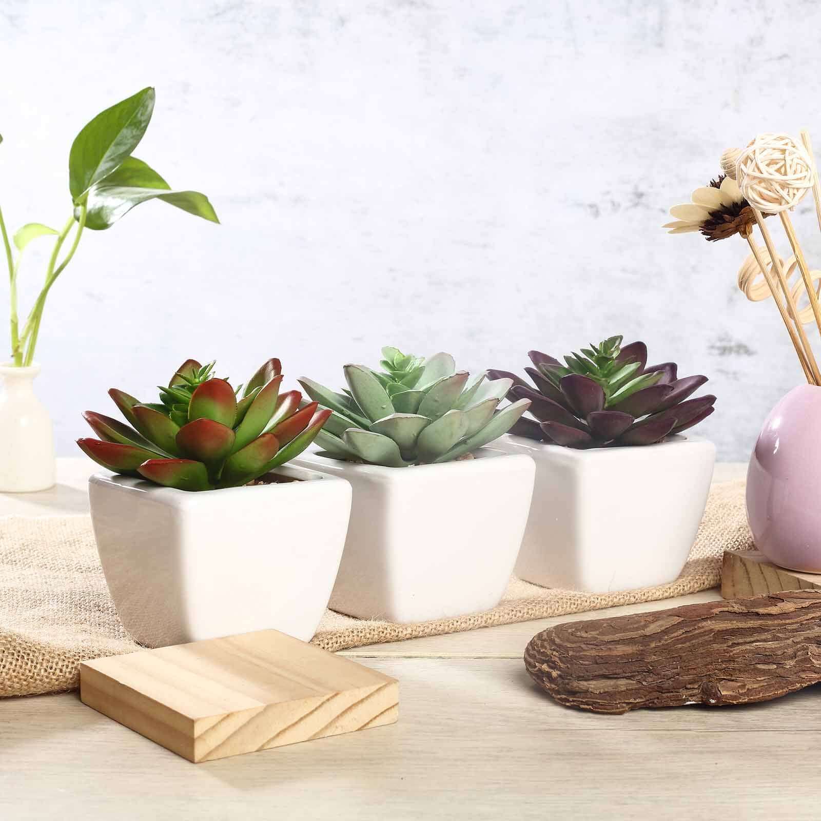 3 Pack Ceramic Planter Pot and Artificial Echeveria Elegans Plants 4