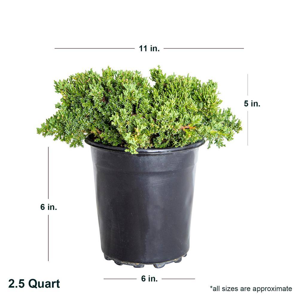 FLOWERWOOD 2.5 Qt. Blue Pacific Juniper Evergreen Groundcover Shrub 3440Q