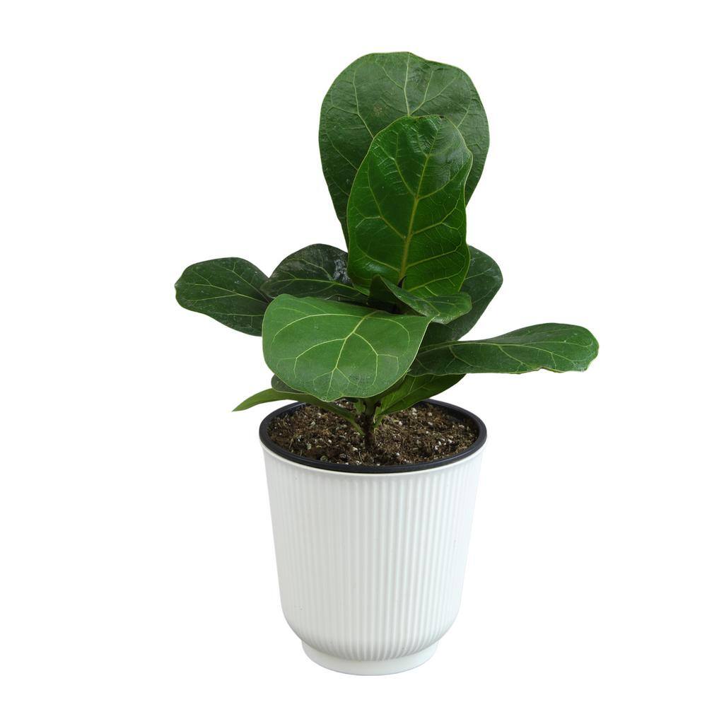 ALTMAN PLANTS Decorative Fiddle-Leaf Fig (Ficus Lyrata) Houseplant Indoor Plant Gift in 4.25 in. White Pot 0873201