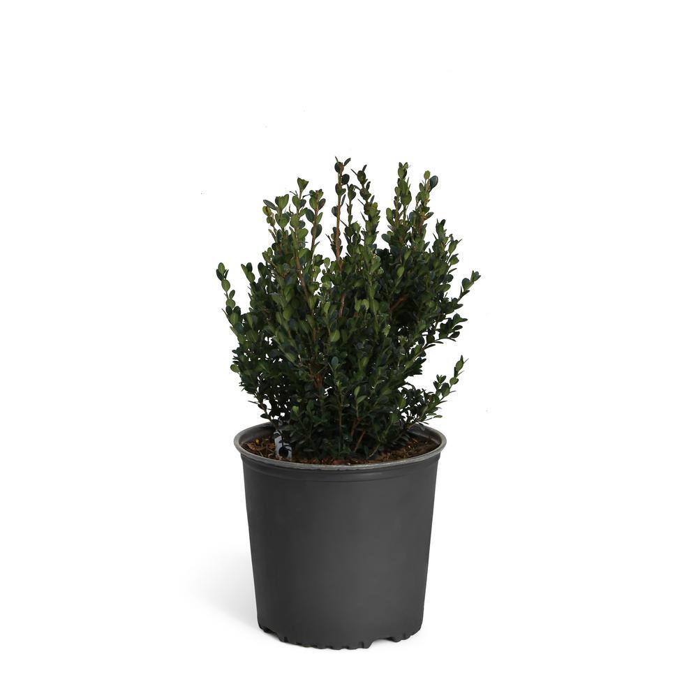 Brighter Blooms 3 Gal. Wintergreen Boxwood Shrub BOX-WIN3