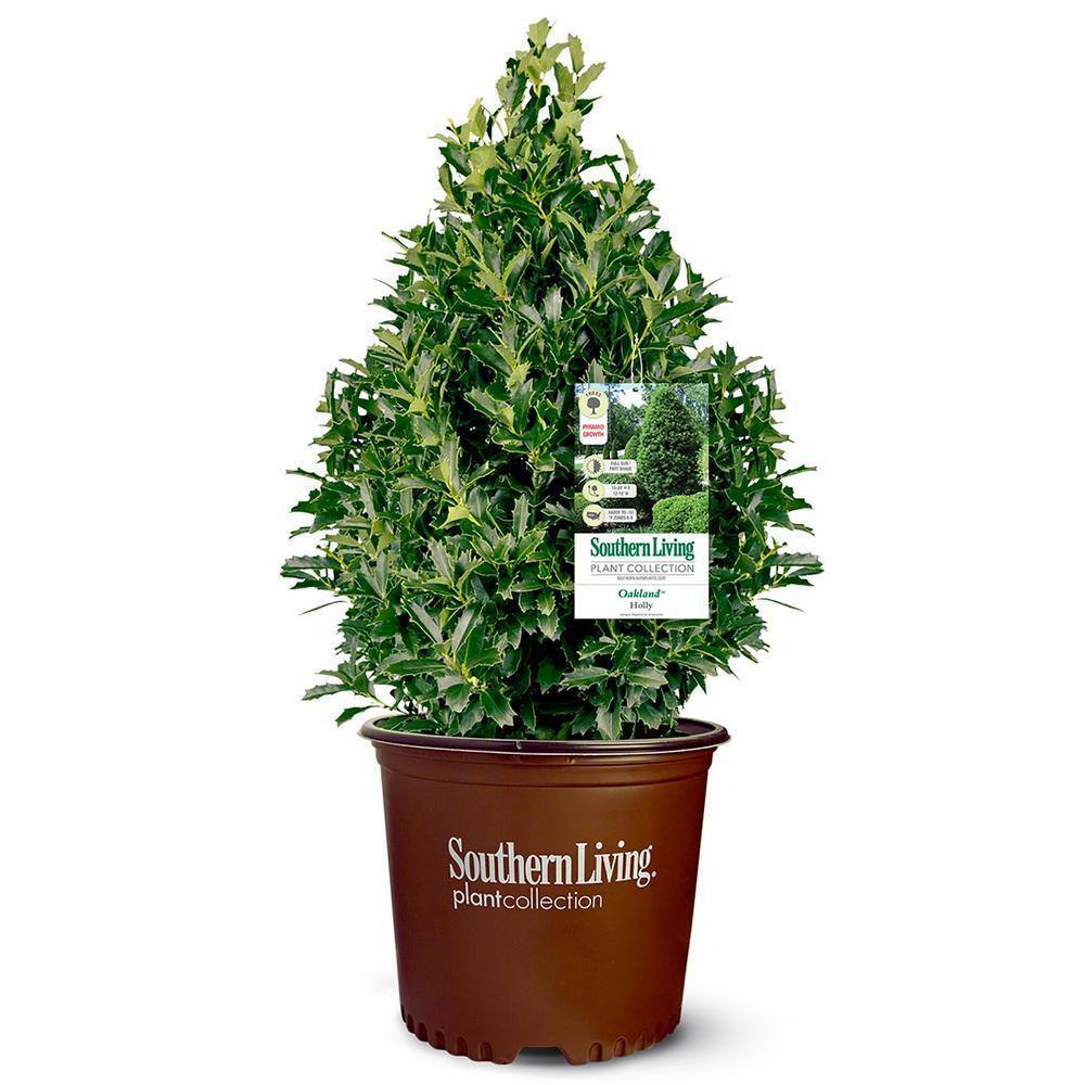 SOUTHERN LIVING 7 Gal. Oakland Holly Shrub with Bright Green Foliage 15833