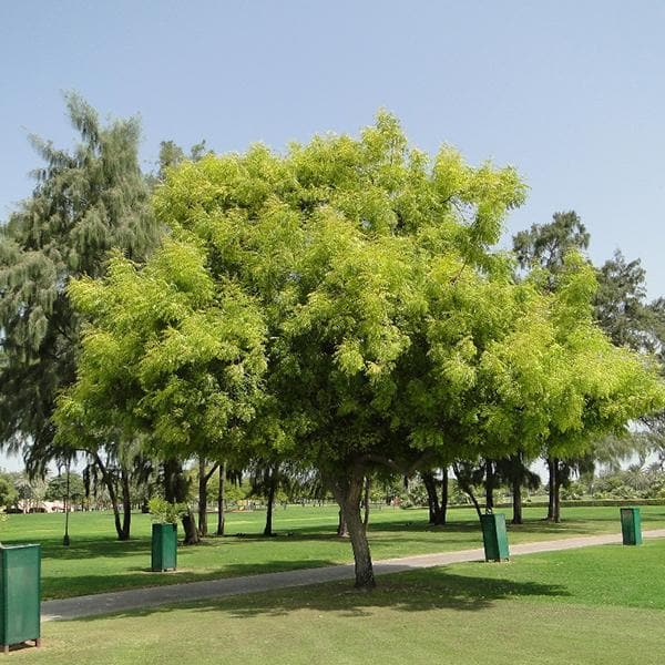 Azadirachta Indica, Neem - 0.5 kg Seeds