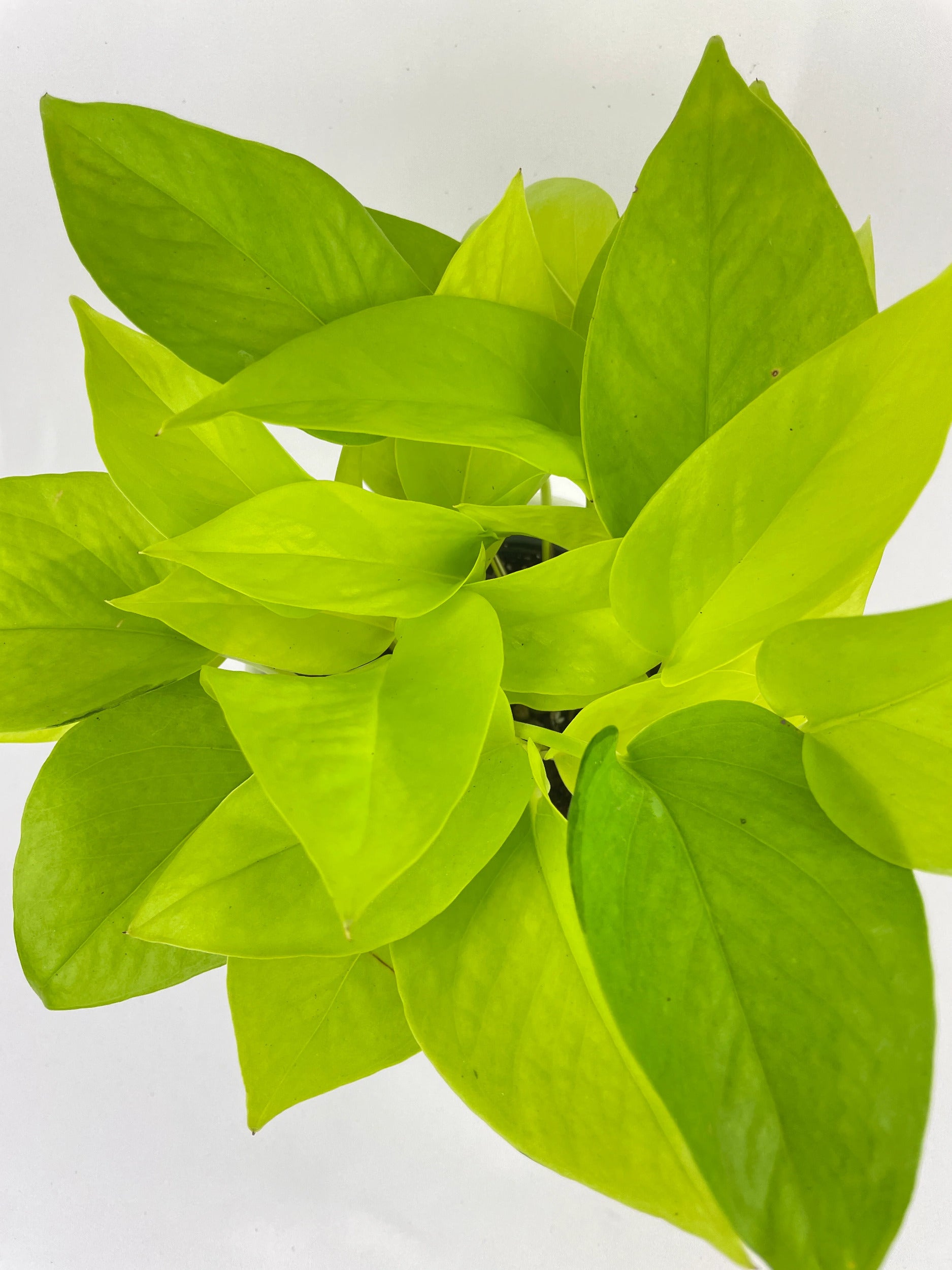 Neon Lemon Lime Pothos