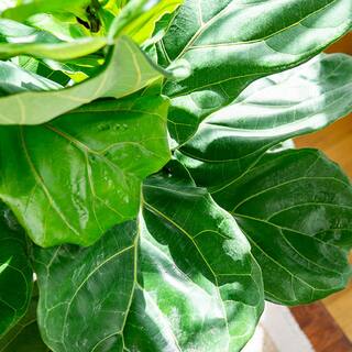 Perfect Plants 8 Qt. Fiddle Leaf Fig Soil Mix - Professional Blend For All Ficus Varieties HDSoil001