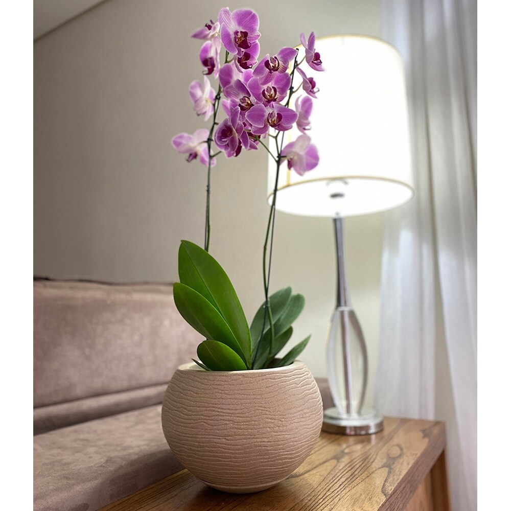 Floridis Florence Planter