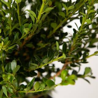 FLOWERWOOD 2.5 Qt. Ilex Compacta Shrub 3100Q