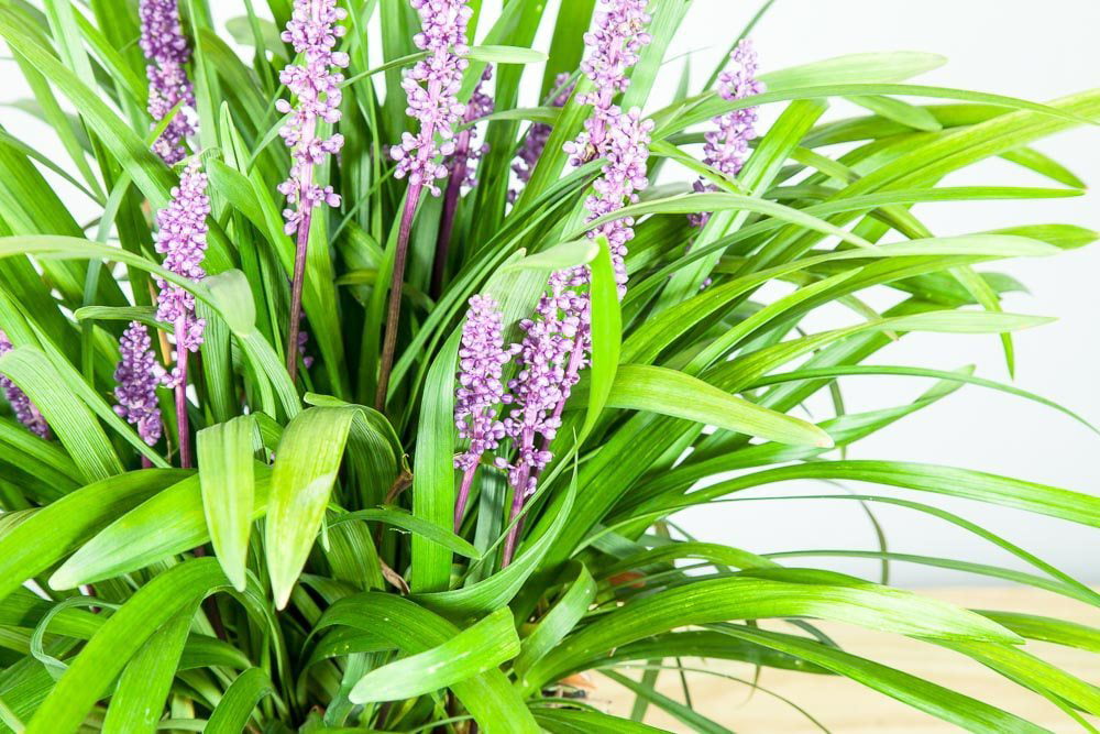 1 Gal. Royal Purple Liriope - Monkey Grass - Ornamental Groundcover - Drought Tolerant