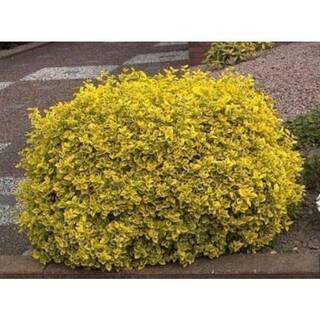 EVERDE GROWERS 5 Gal. Golden Euonymus Shrub Plant EUOJAF0005