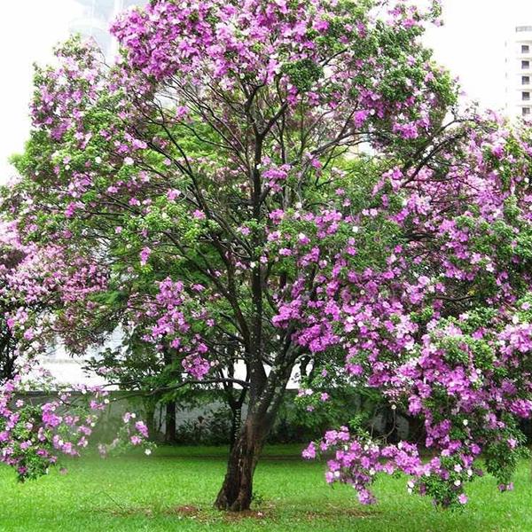 Bauhinia Variegated, Kachnar, Orchid Tree - 0.5 kg Seeds