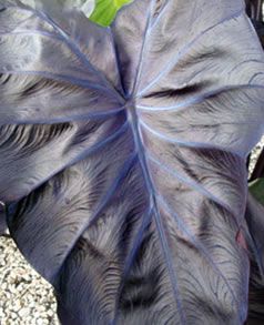 Black Coral Elephant Ear