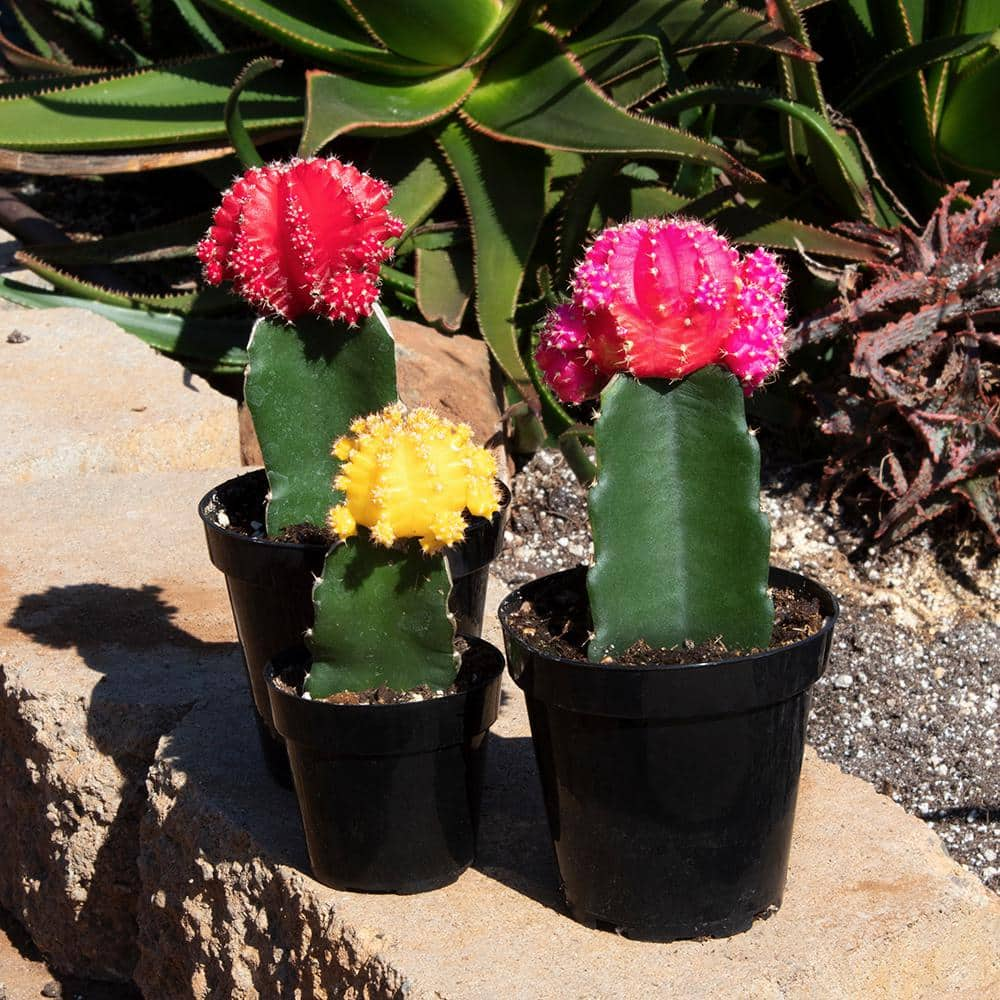 SMART PLANET 2.5 in. Grafted Cactus Plant Collection (4-Pack) 0880049