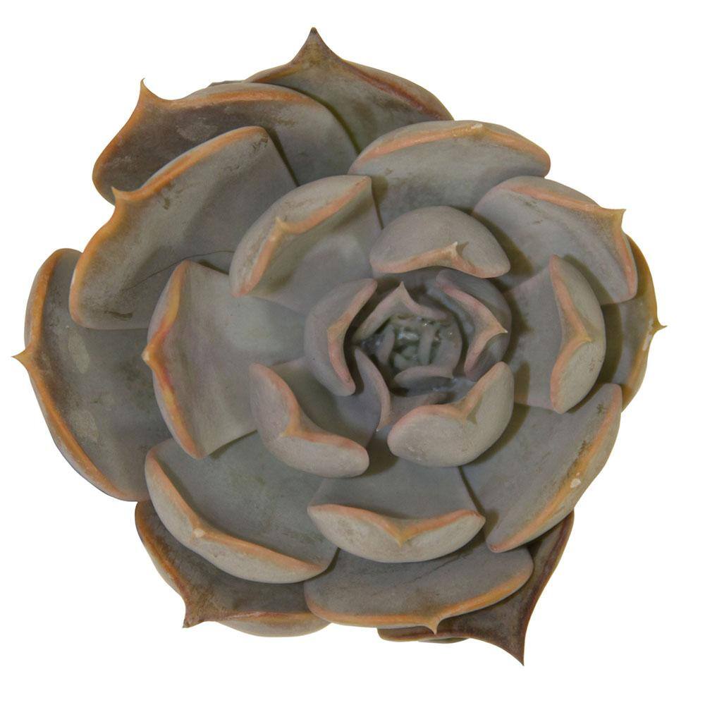 Costa Farms Small Assorted Echeveria Succulents in 2.5 in. Grower Pot， Avg. Shipping Height 3 in. Tall (4-Pack) 2SUCCECHGROW4PK