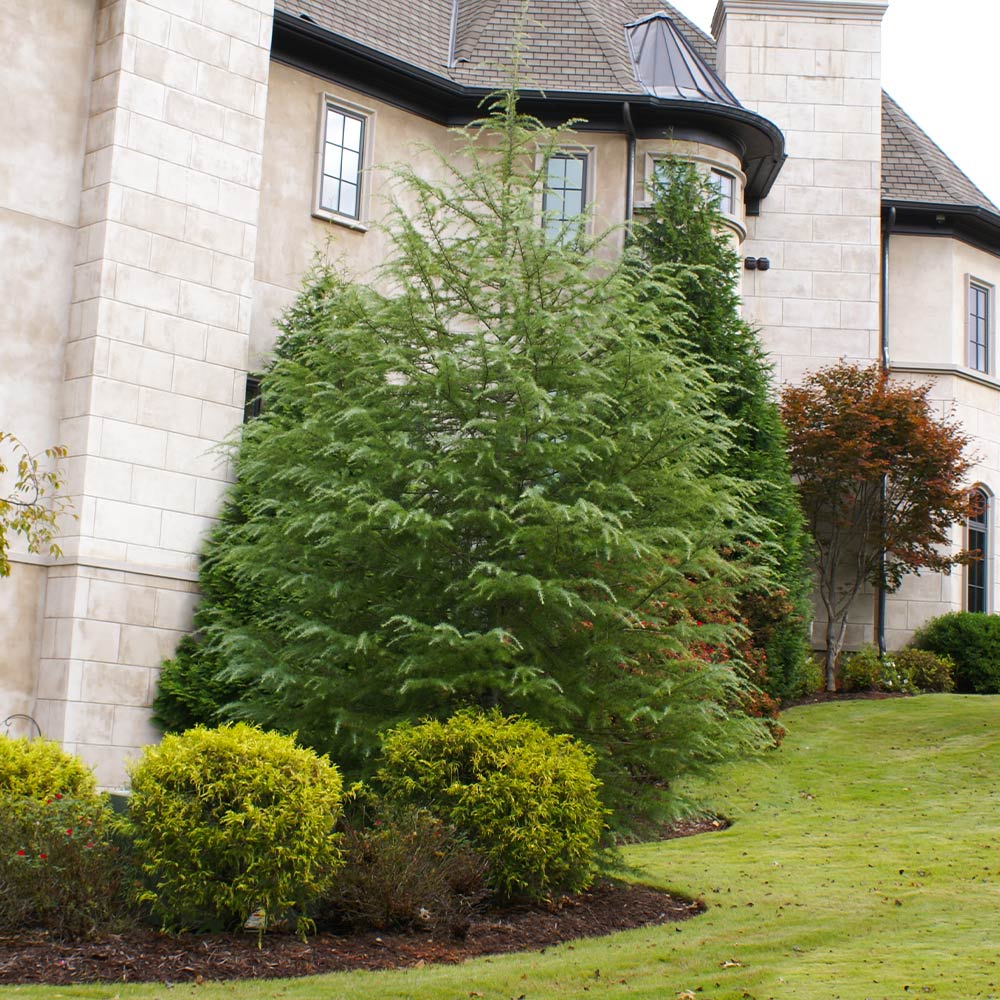 Deodar Cedar Tree