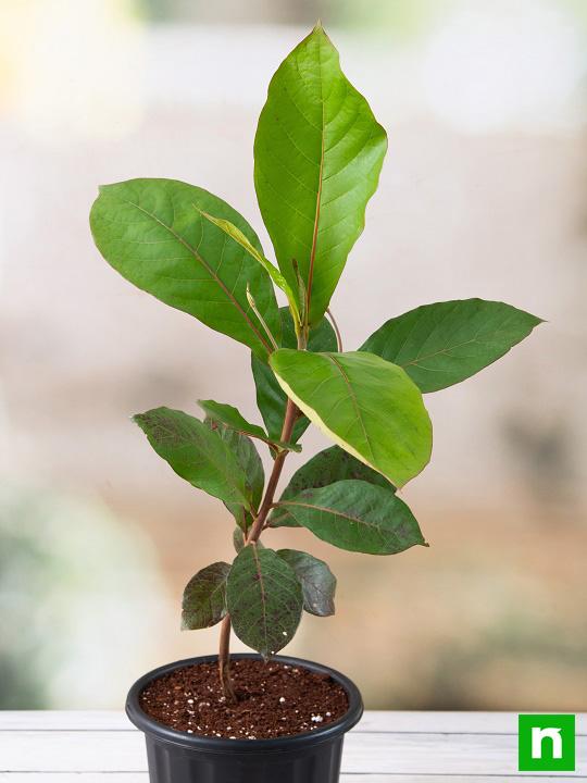 Badam Tree, Indian Almond Tree, Terminalia catappa - Plant