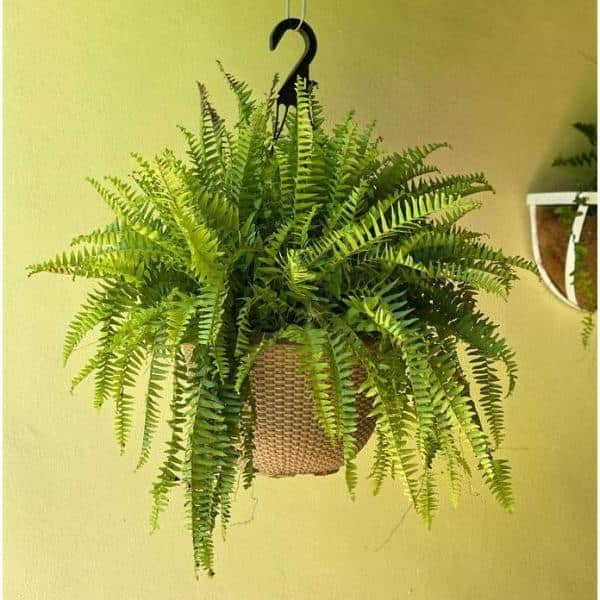 Pure Beauty Farms 2 Gal. Boston Fern Plant in 12 In. Designer Hanging Basket DC12HBCOCOFERN