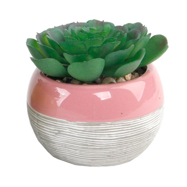 Succulent in Two tone lines pattern ceramic pot ，Teal