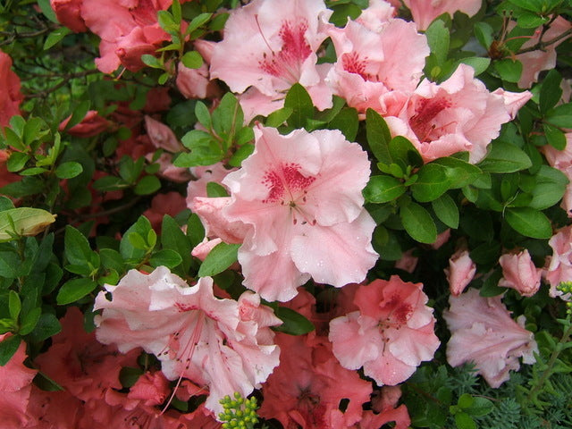 Hilda Niblett Azalea