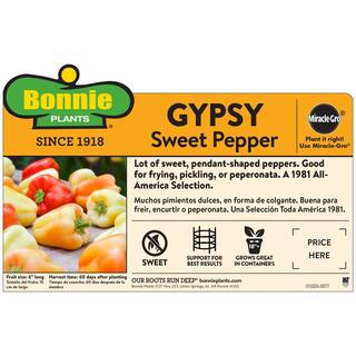 Bonnie Plants 19 oz. Gypsy Pepper Plant 3700
