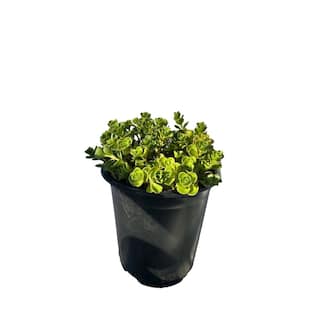 Zeus  Ruta John Creech Stonecrop Plants Ground Cover Pet-Safe Spreading in Pots (1-Pack) W1011-JCS1