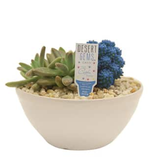 Costa Farms Blue Desert Gems Indoor Cactus Garden in 6 in. Gloss Ceramic Bowl Avg. Shipping Height 3 in. Tall 6DESGEMBLUGLOBW