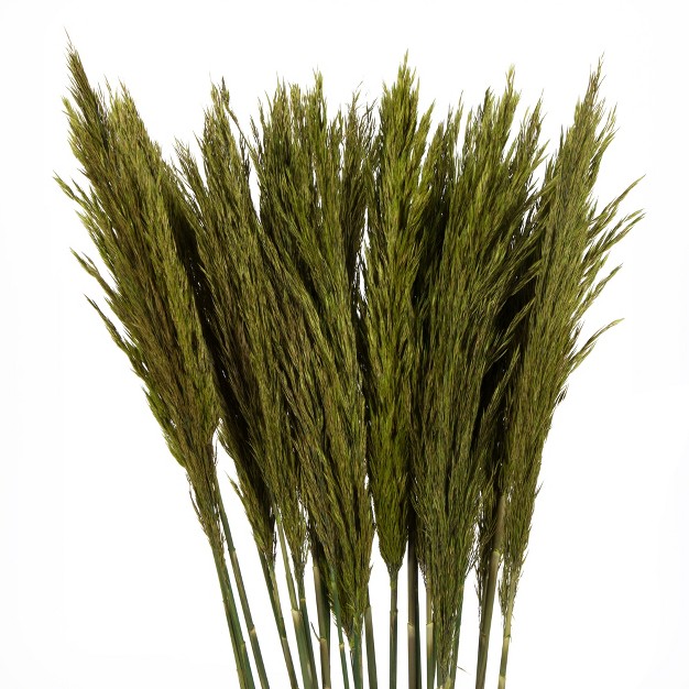 Plume Reed Bundle Preserved