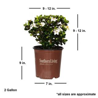 Southern Living 2 Gal. Diamond Spire Gardenia Shrub with Fragrant White Flowers 86552