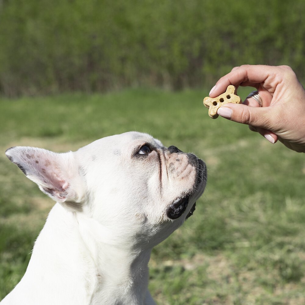 Finley's Barkery Wheat-Free Peanut Butter and Banana Crunchy Biscuit Dog Treats