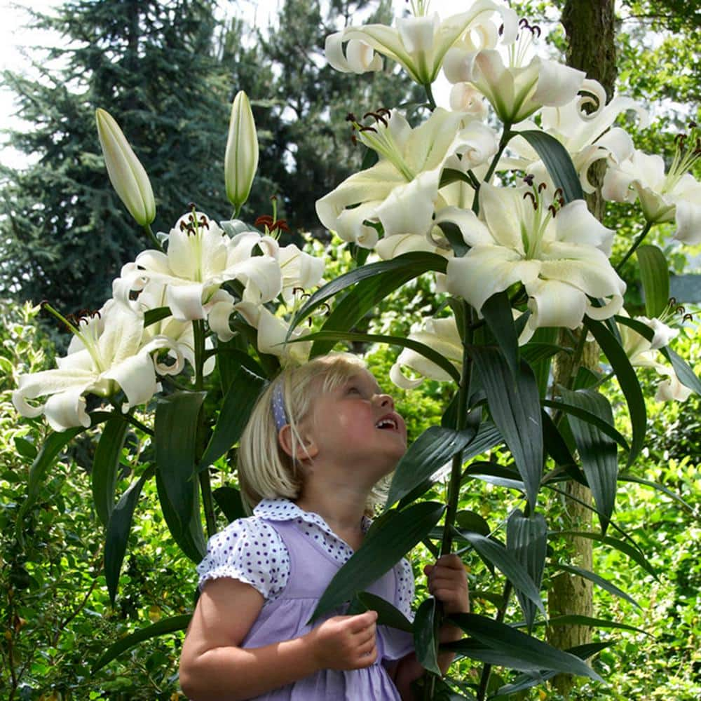 VAN ZYVERDEN Mammoth Tall White Lily Pretty Woman Bulbs (7-Pack) 83670