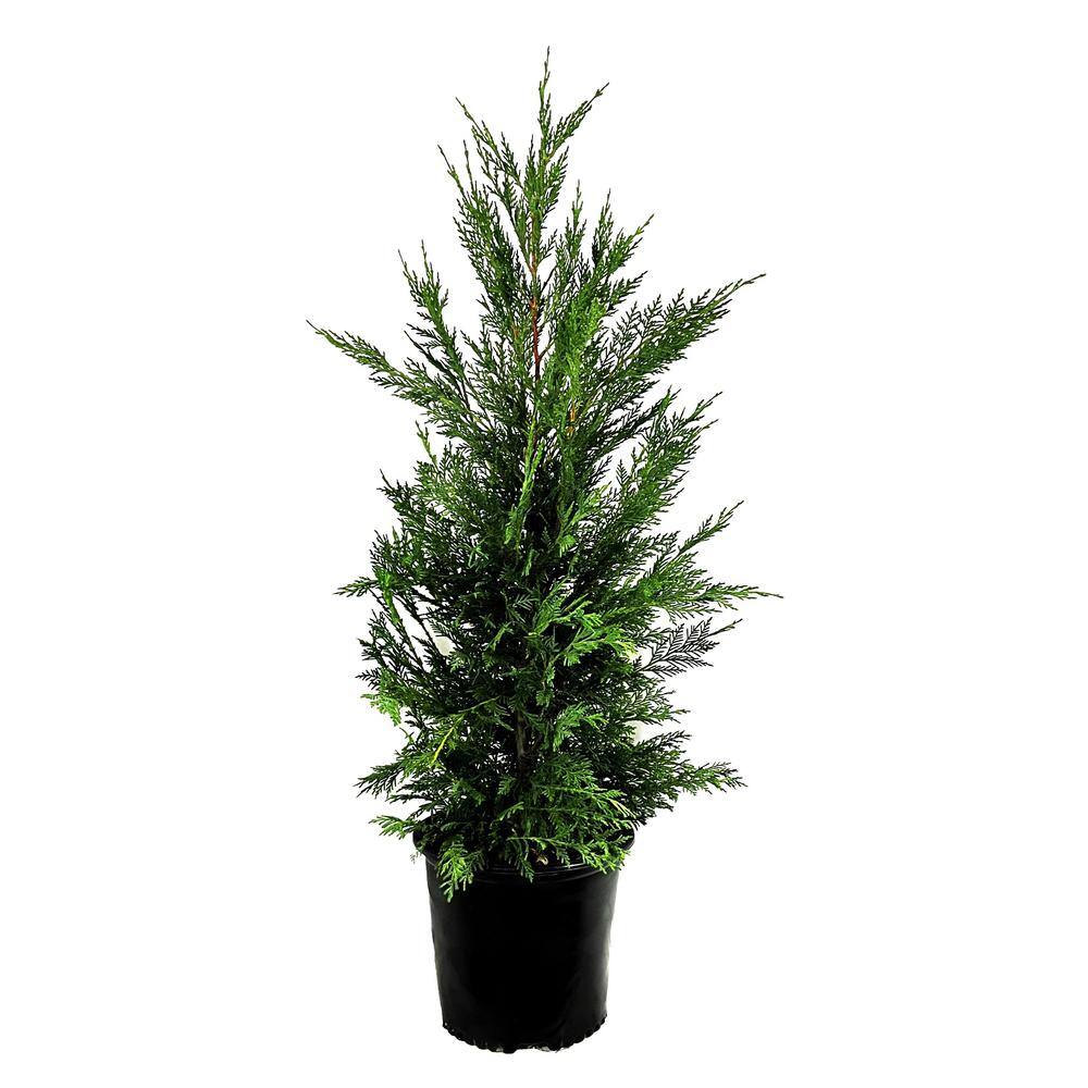 2.25 Gal. Leyland Cypress Evergreen Live Tree O164403