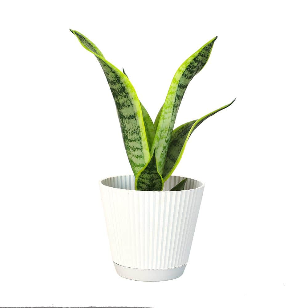 ALTMAN PLANTS Sansevieria Superba in 4 in. Hudson Pot 0880098