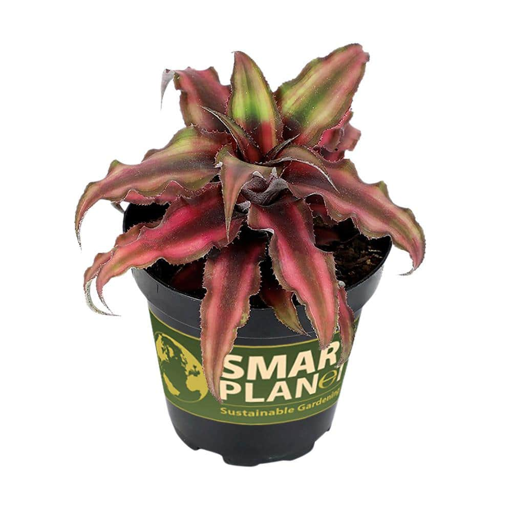 SMART PLANET 9 cm Cryptanthus Bivittatus Red 0872358