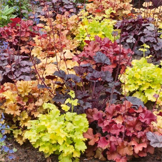 Mixed Heuchera， 3 plugs， one plant per plug