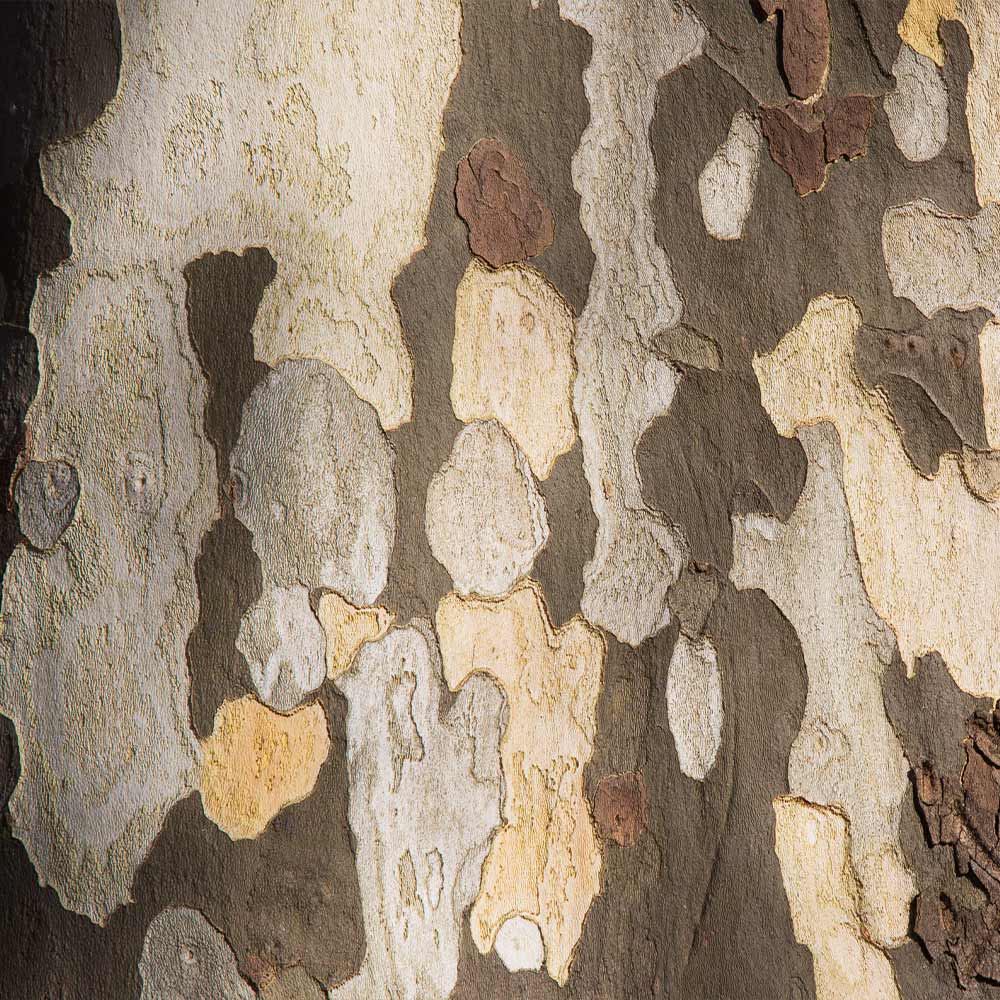 American Sycamore Tree