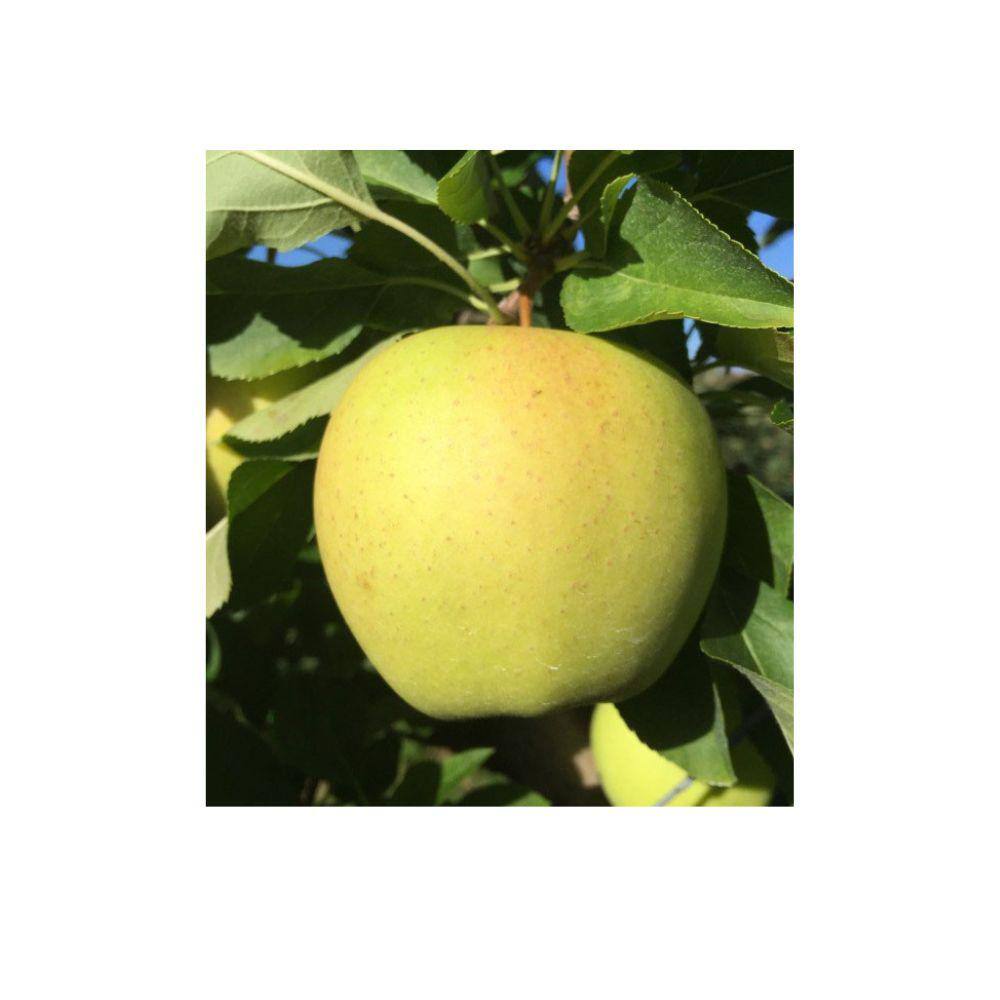 5 gal. Gibson Golden Apple Tree APPGIB05G
