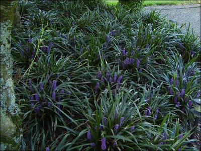 Classy Groundcovers - Lily Turf 'Royal Purple' Lilyturf， Border Grass， Monkey Grass {25 Pots - 3 1/2 inch Square}