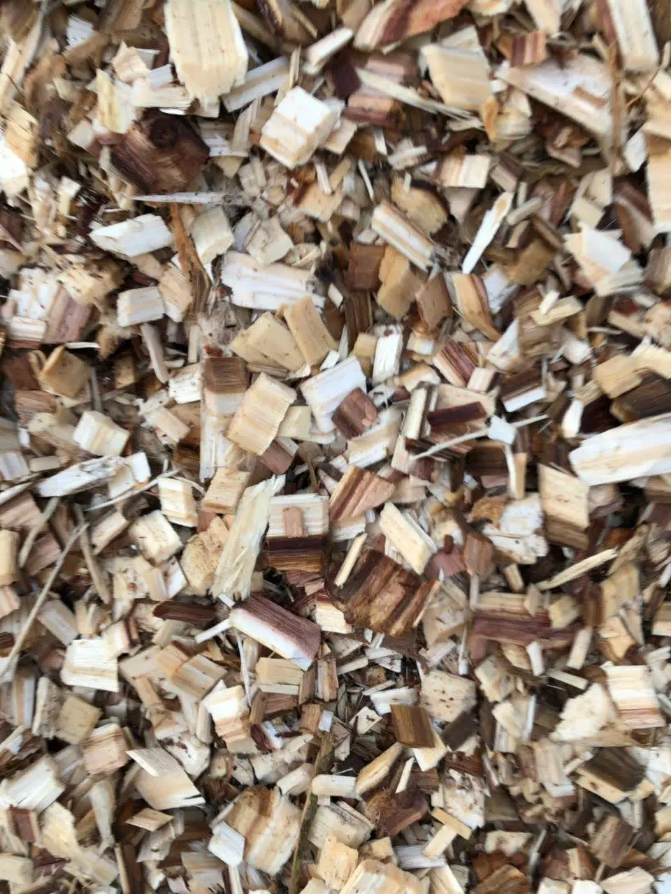 Wood Chip Bark chip Planted Trees Natural  Bark Wood Acacia Woodchip Origin Vietnam