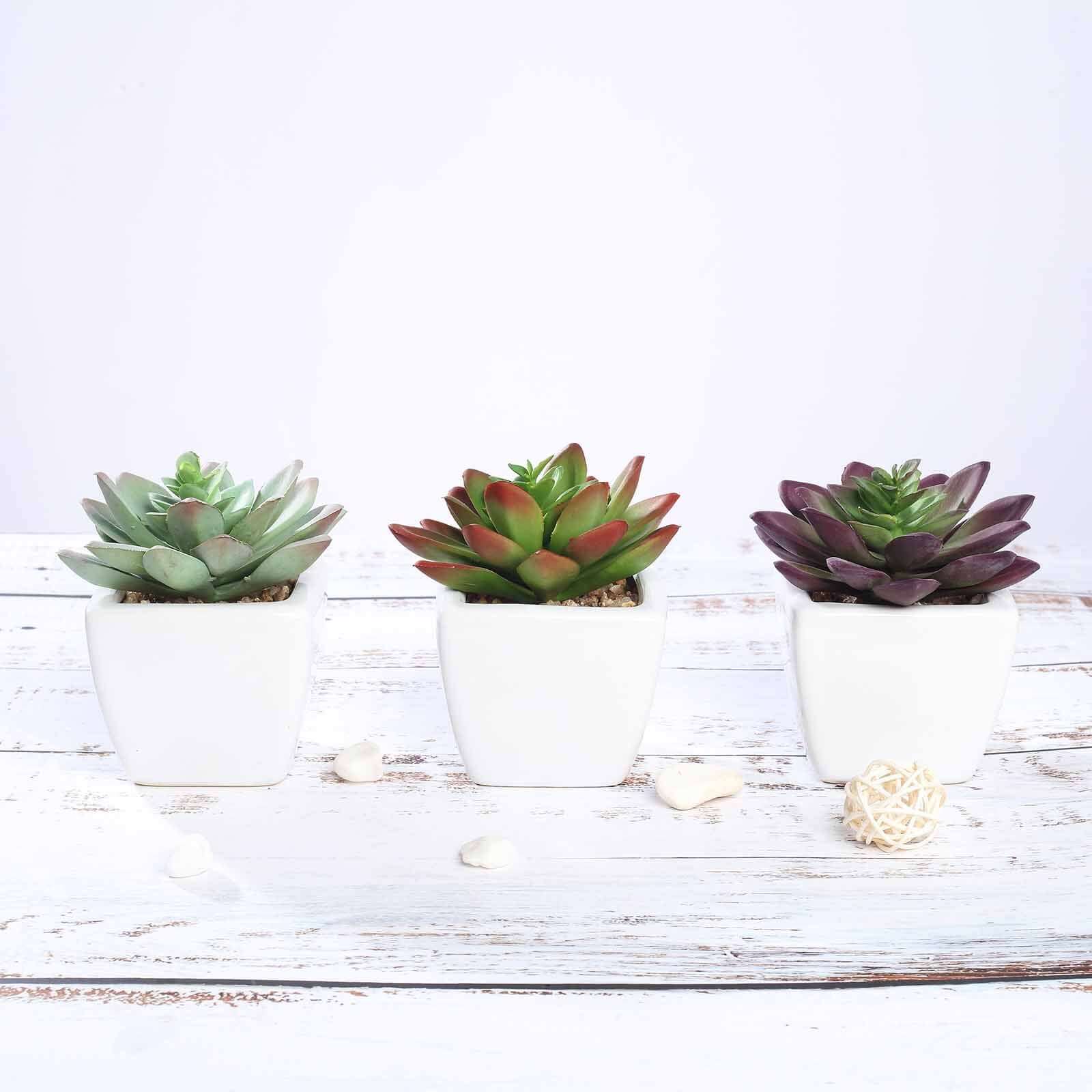 3 Pack Ceramic Planter Pot and Artificial Echeveria Elegans Plants 4