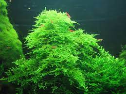 Christmas Moss Vesicularia Portion Live Aquarium Plants BUY2 GET1 FREE