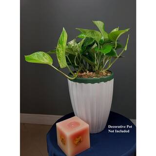 Marble Queen Pothos Plant in 6 in. Hanging Basket HBMrbP006