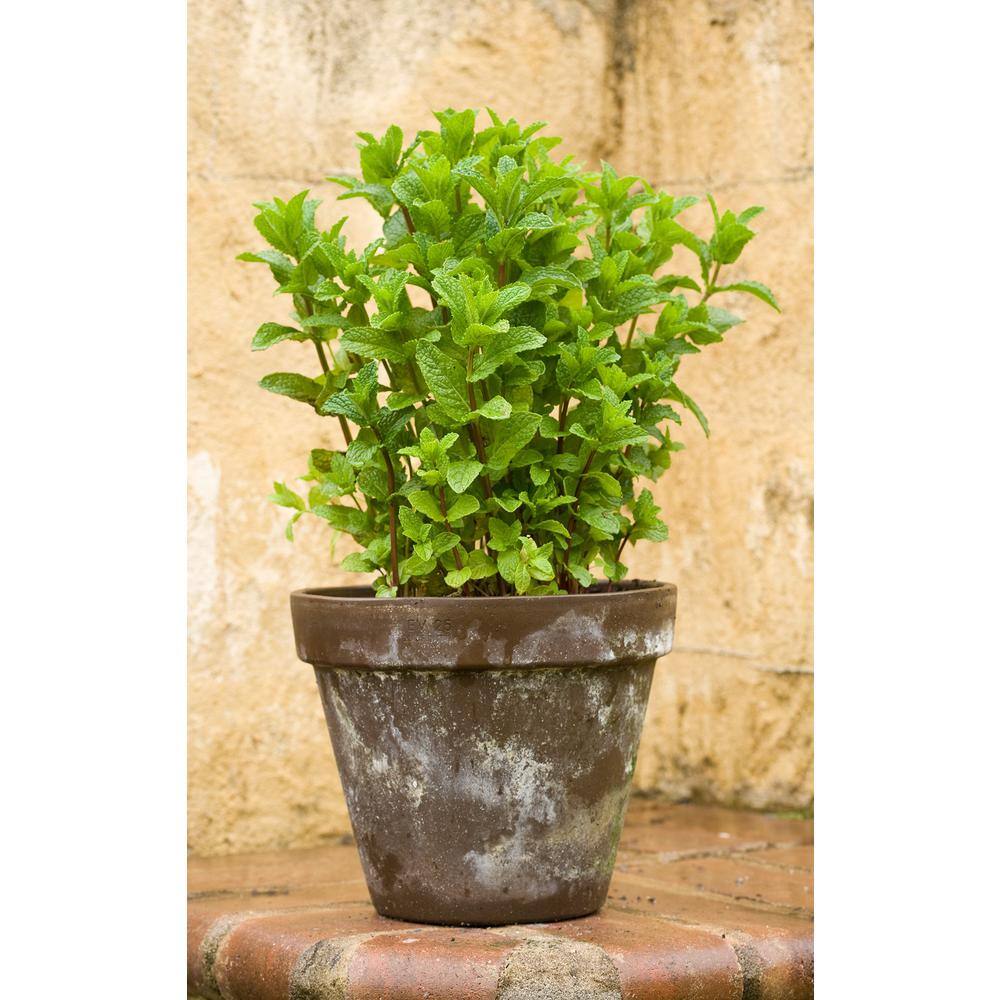 Pure Beauty Farms 1.5 Qt. Herb Plant Yerba Buena Mint in 6 In. Deco Pot (2-Plants) DC6HERBMINT2