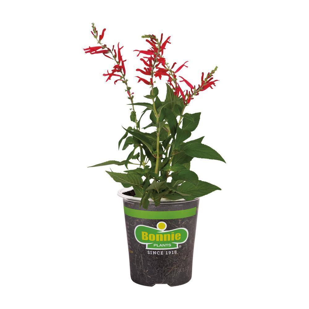 Bonnie Plants 19 oz. Pineapple Sage Herb Plant 1003800570