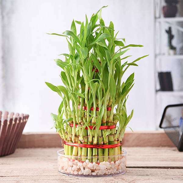 5 Layer Lucky Bamboo Plant in a Bowl with Pebbles