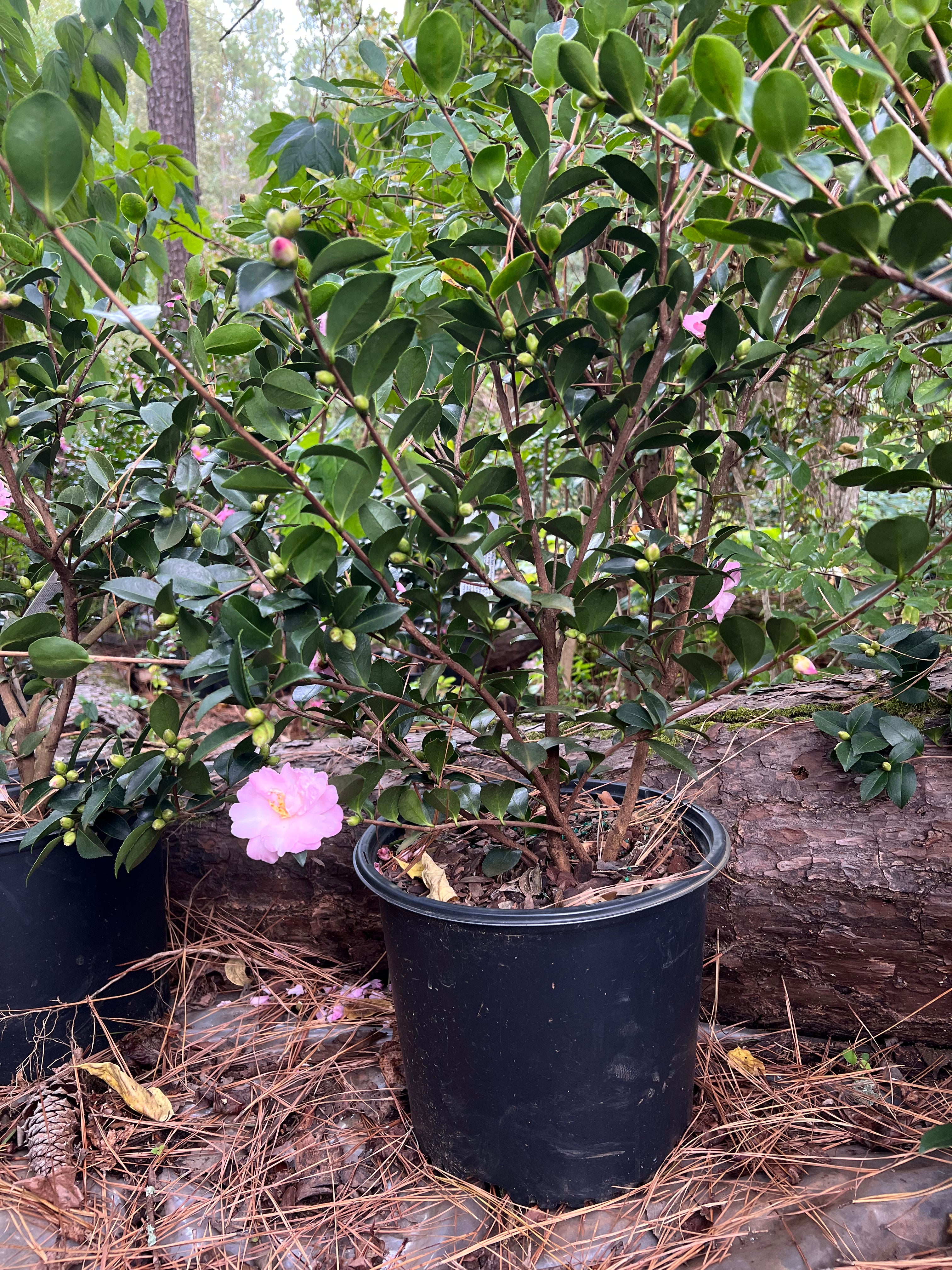 Camellia Pink Snow