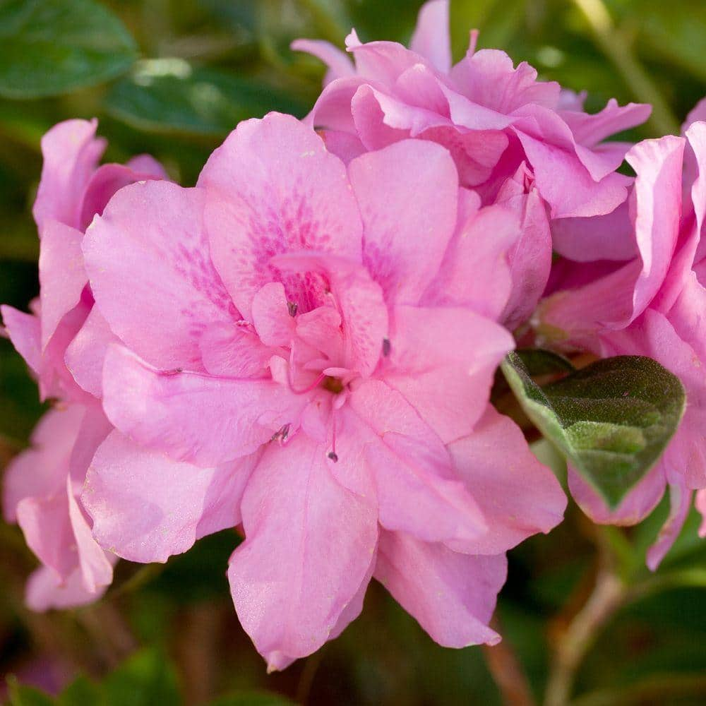 ENCORE AZALEA 2 Gal. Autumn Carnation Encore Azalea Shrub with Ruffled Pink Reblooming Flowers 80392